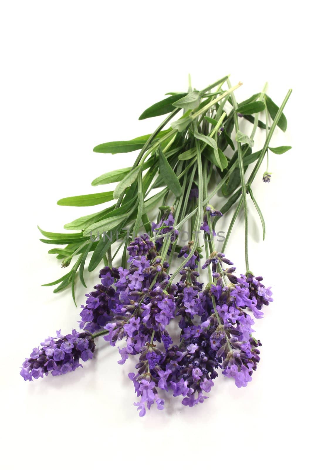 fresh lavender flowers on a white background