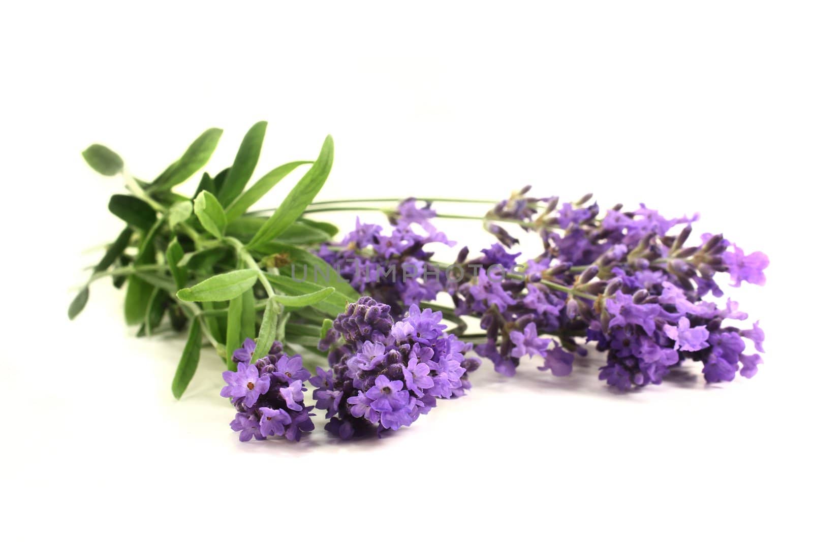 fresh lavender flowers on a white background