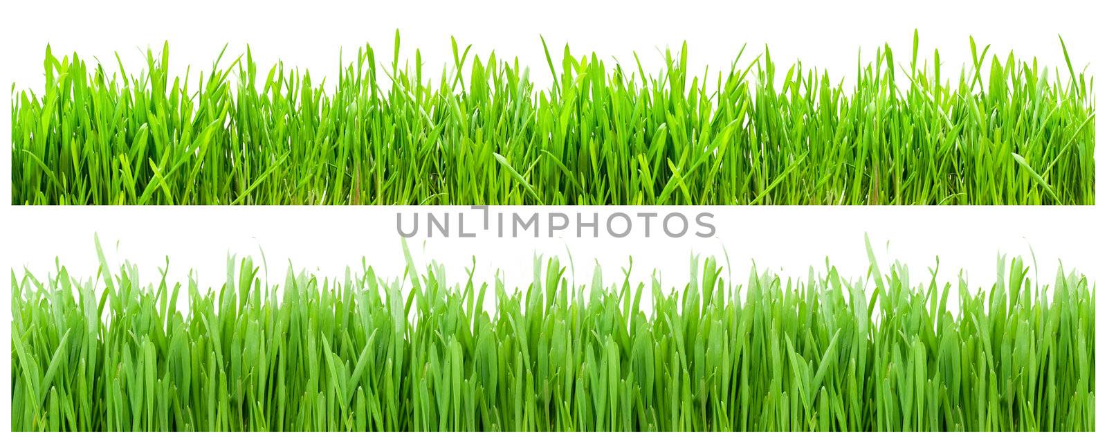 Two types of green grass on white background