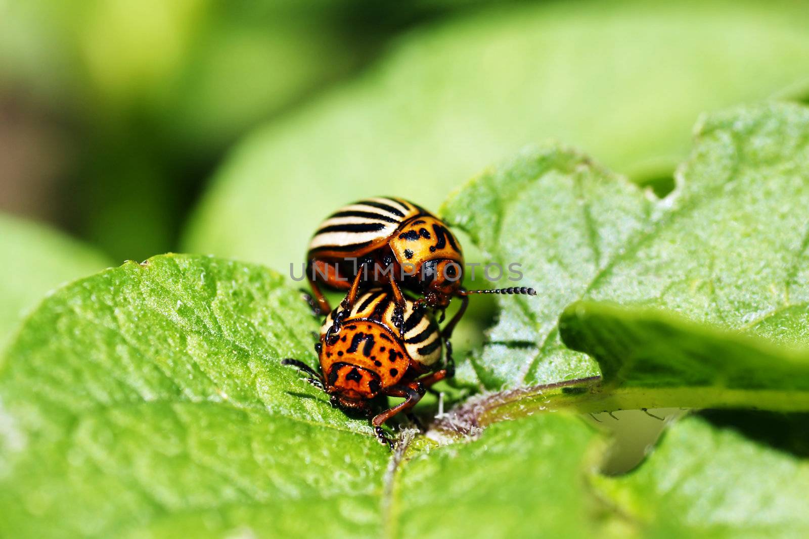 Agricultural pest epidemic: Colorado potato beetles mating on potato plant leaves.