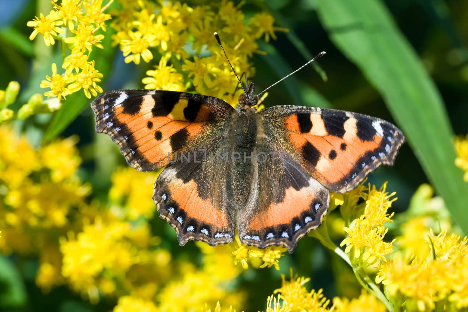 Beutiful butterfly on yellow flowers