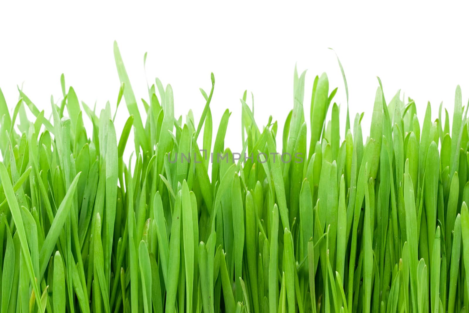 Fresh green grass on white isolated background