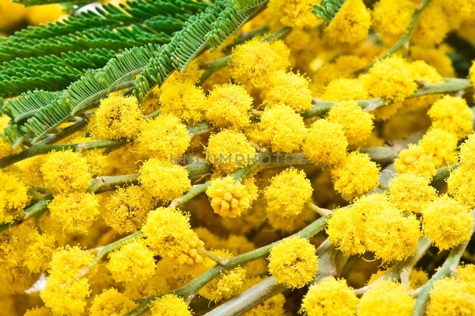 Mimosa background, extreme close up