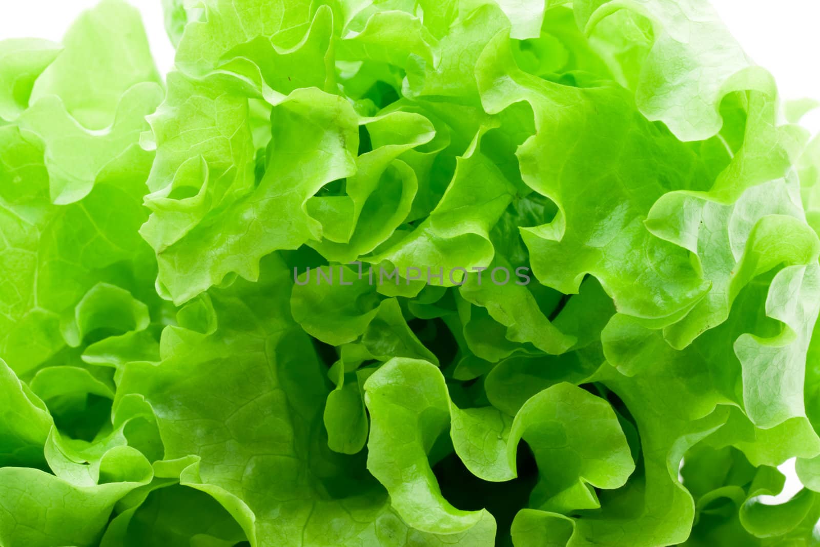 Fresh green Lettuce salad on white background