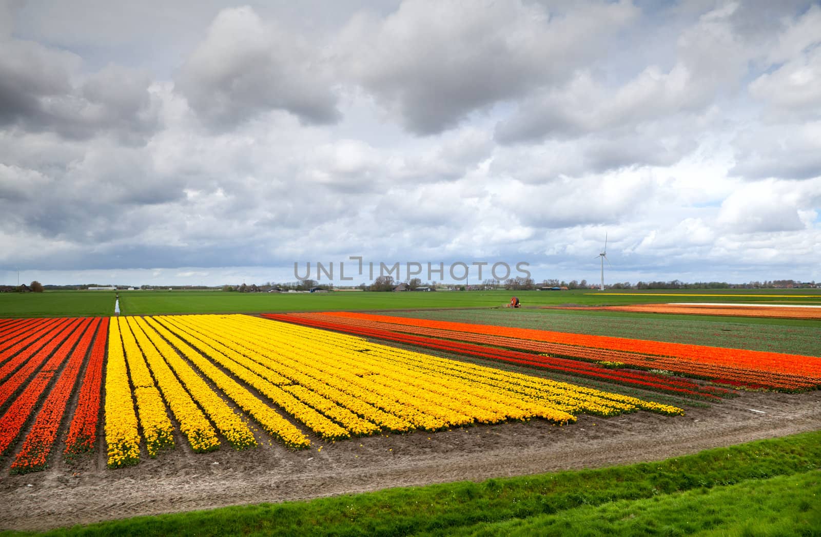 fields with colorful tulips in North Holland