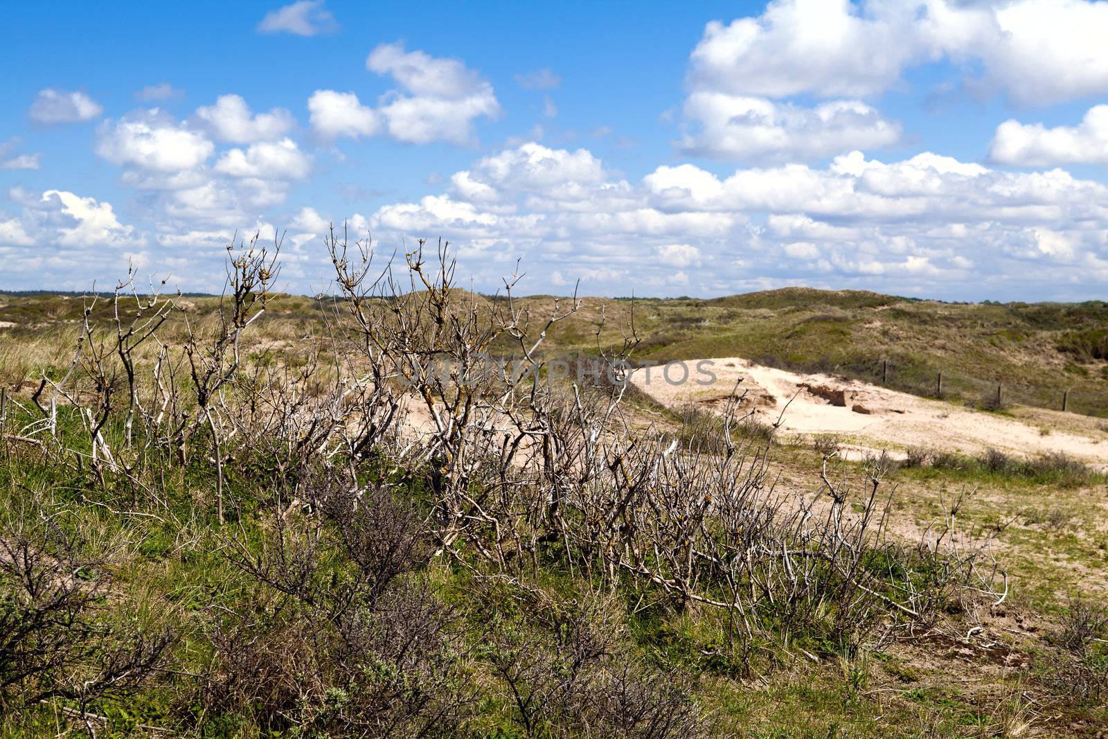 dry bush in dunes in North Holland