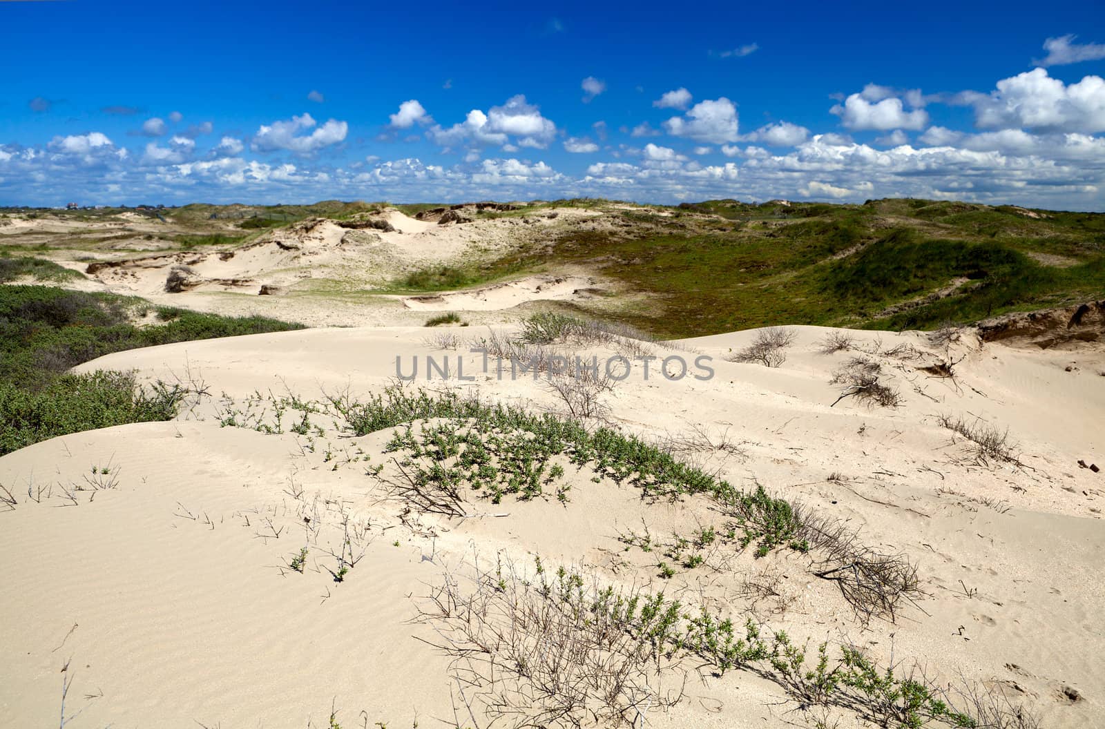 sand dunes in Zandvoort aan zee in Netherlands