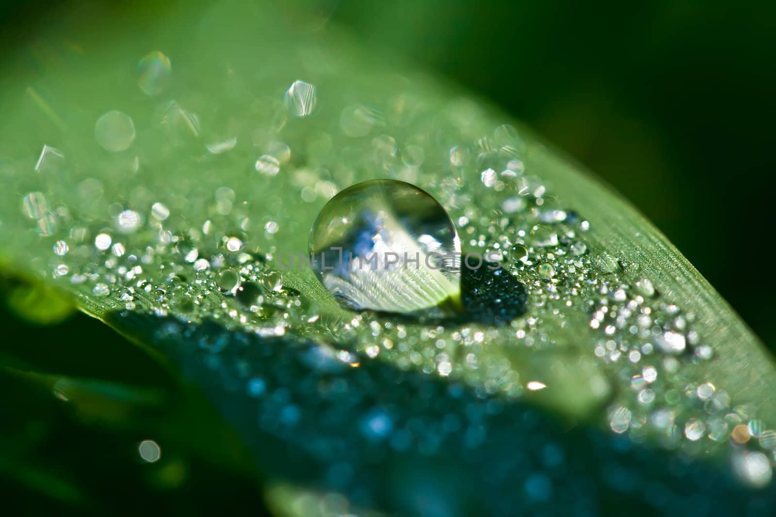 Close up view of dew drops on a plant