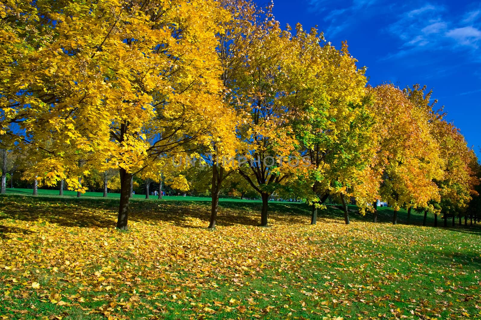 maple trees in Kolomenskoye park, Moscow