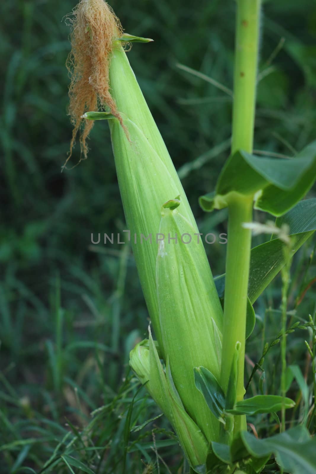 Growing corn on plant