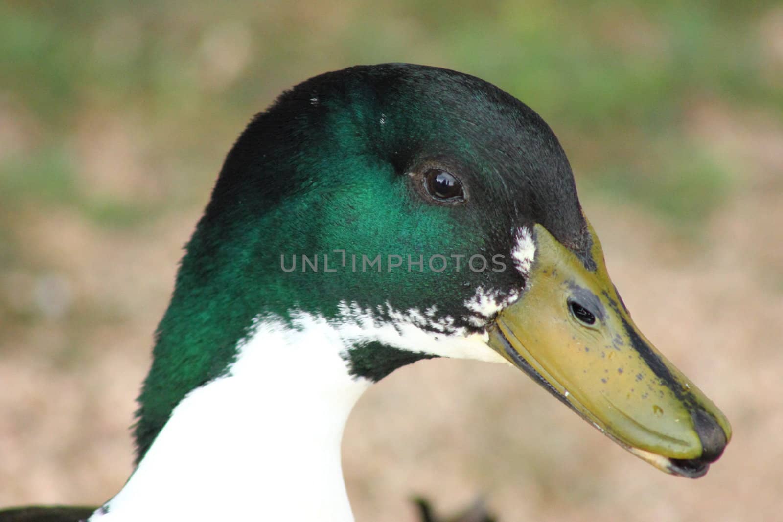 Closeup of a mallard duck with green head.
