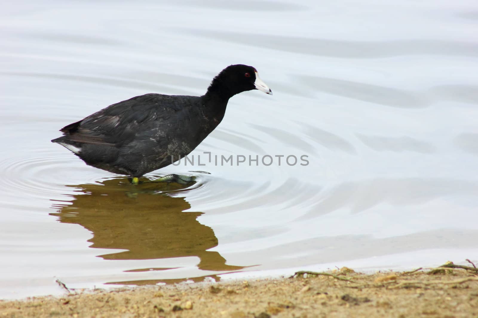 American coot wading through the shallow water.