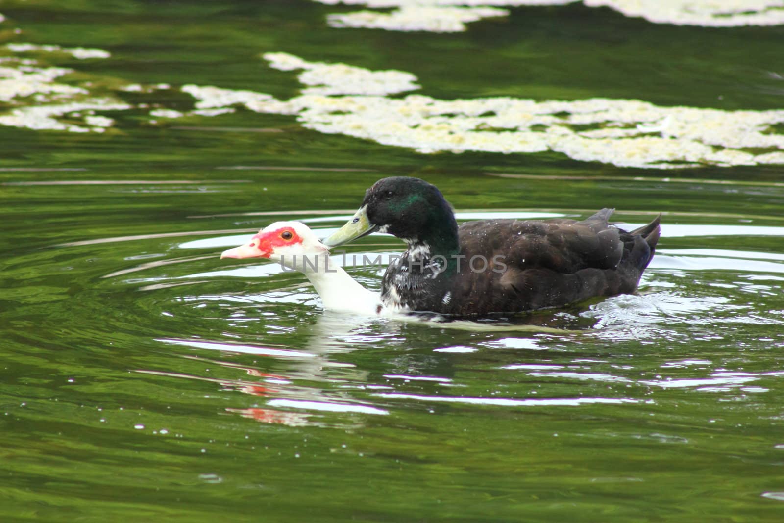 A Muscovy and a mallard duck mating in the water.