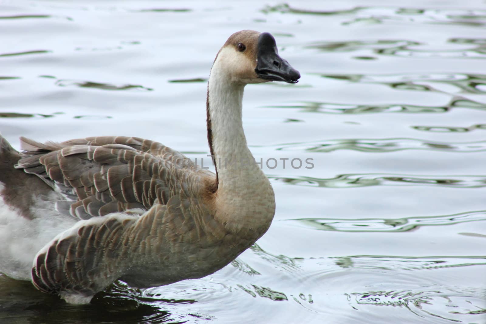 African goose swimming in the water.
