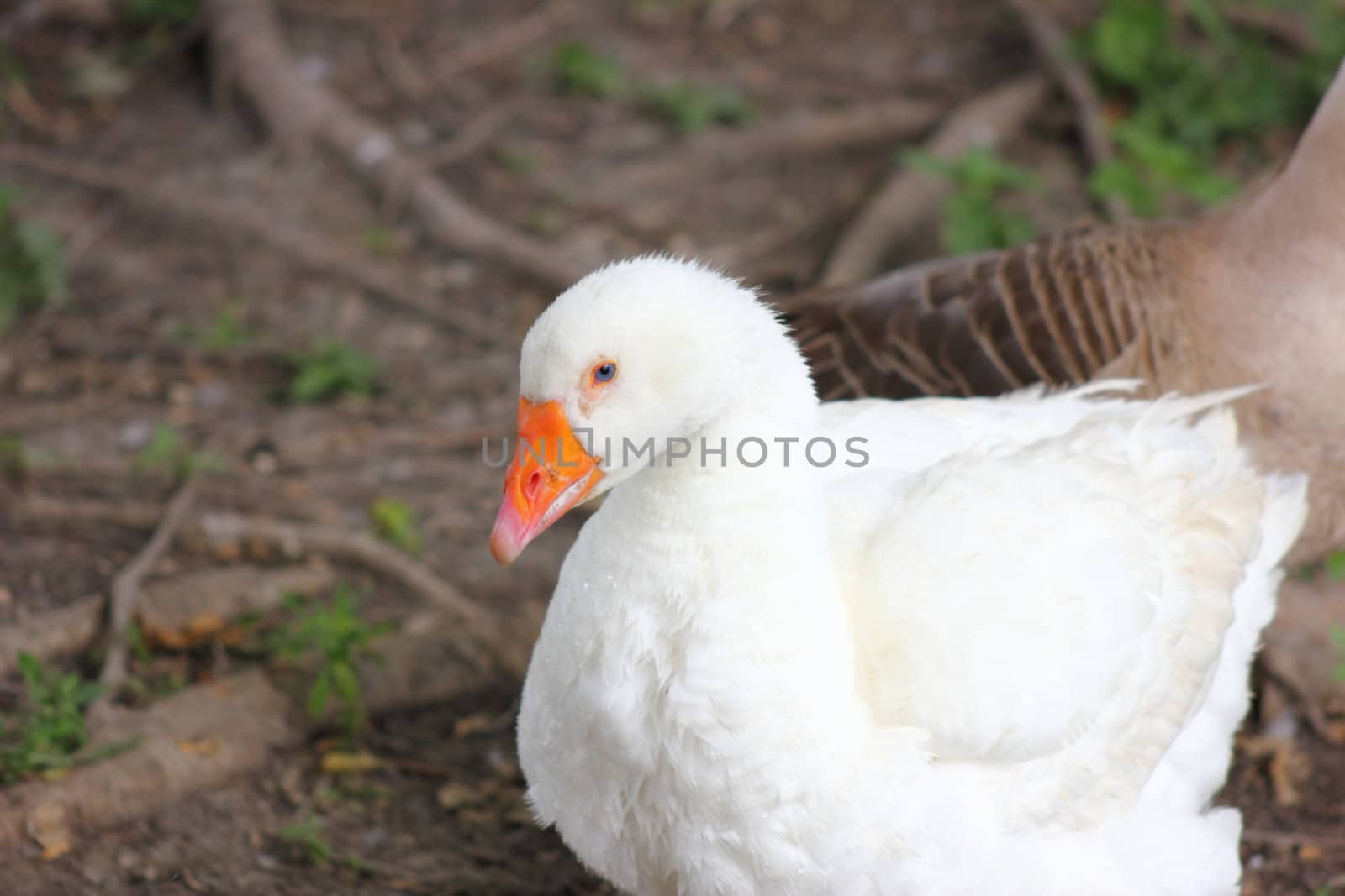 Young goose with white plumage