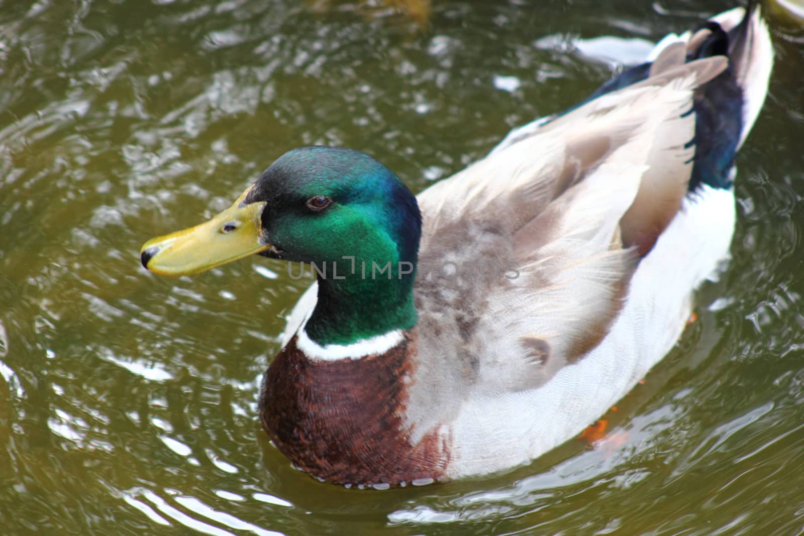 Mallard duck swimming in water.