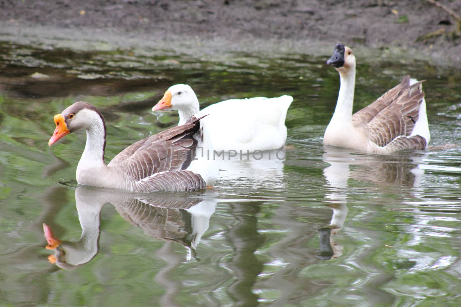 Three African geese swimming in the water.