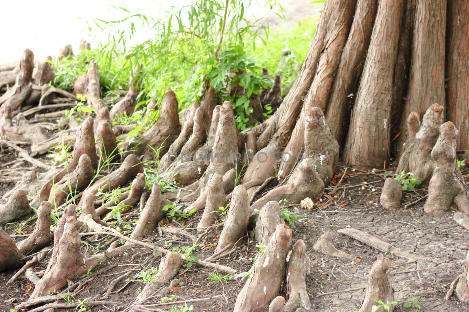 Bald Cyprus roots sticking out of the ground. 







Bald Cyprus