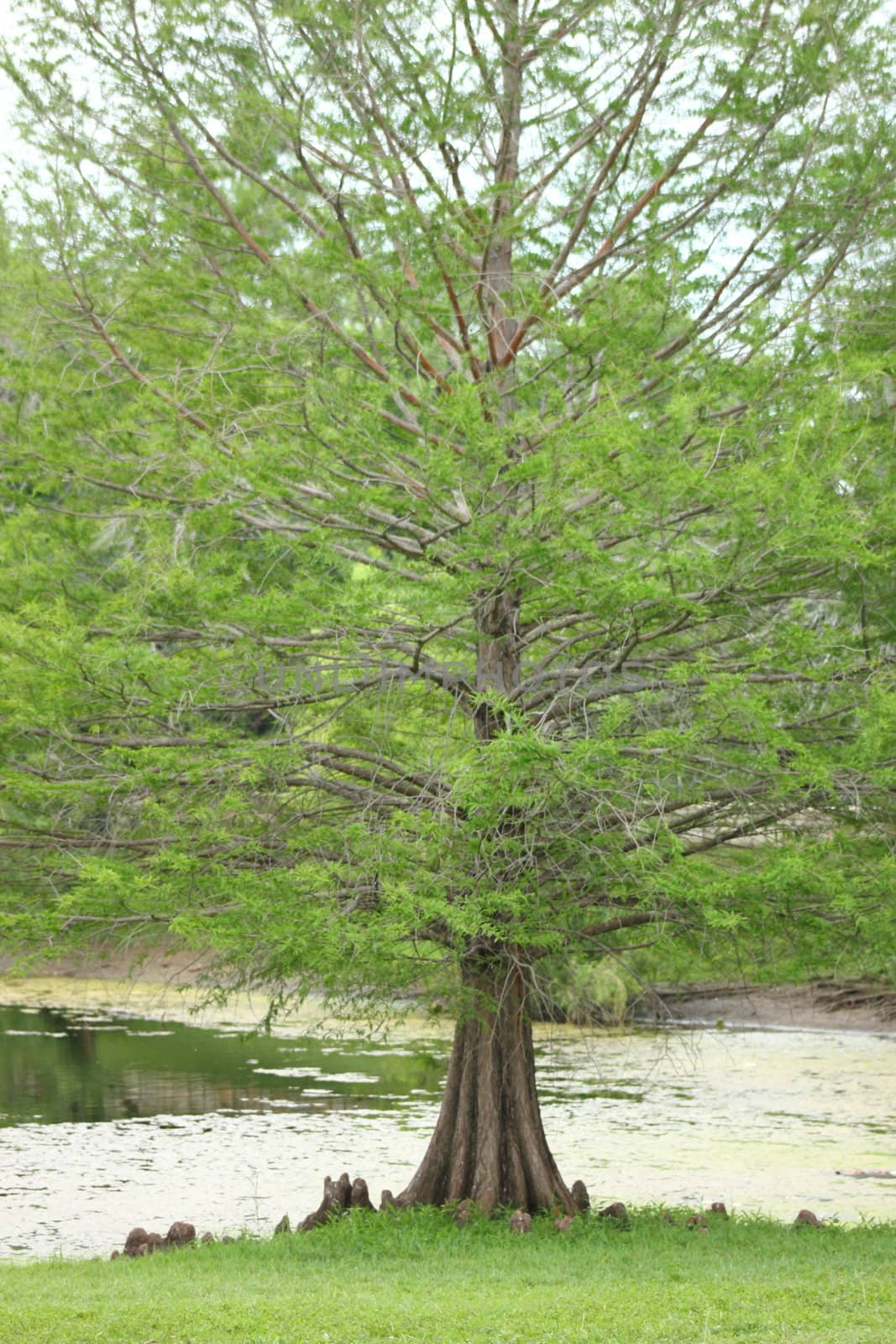 Bald Cyprus tree planted near a pond.