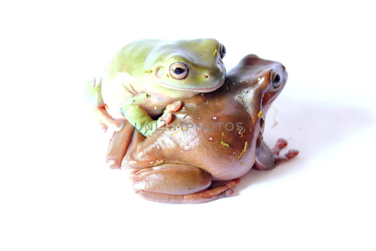 Isolated australian white's dumpy tree frogs.