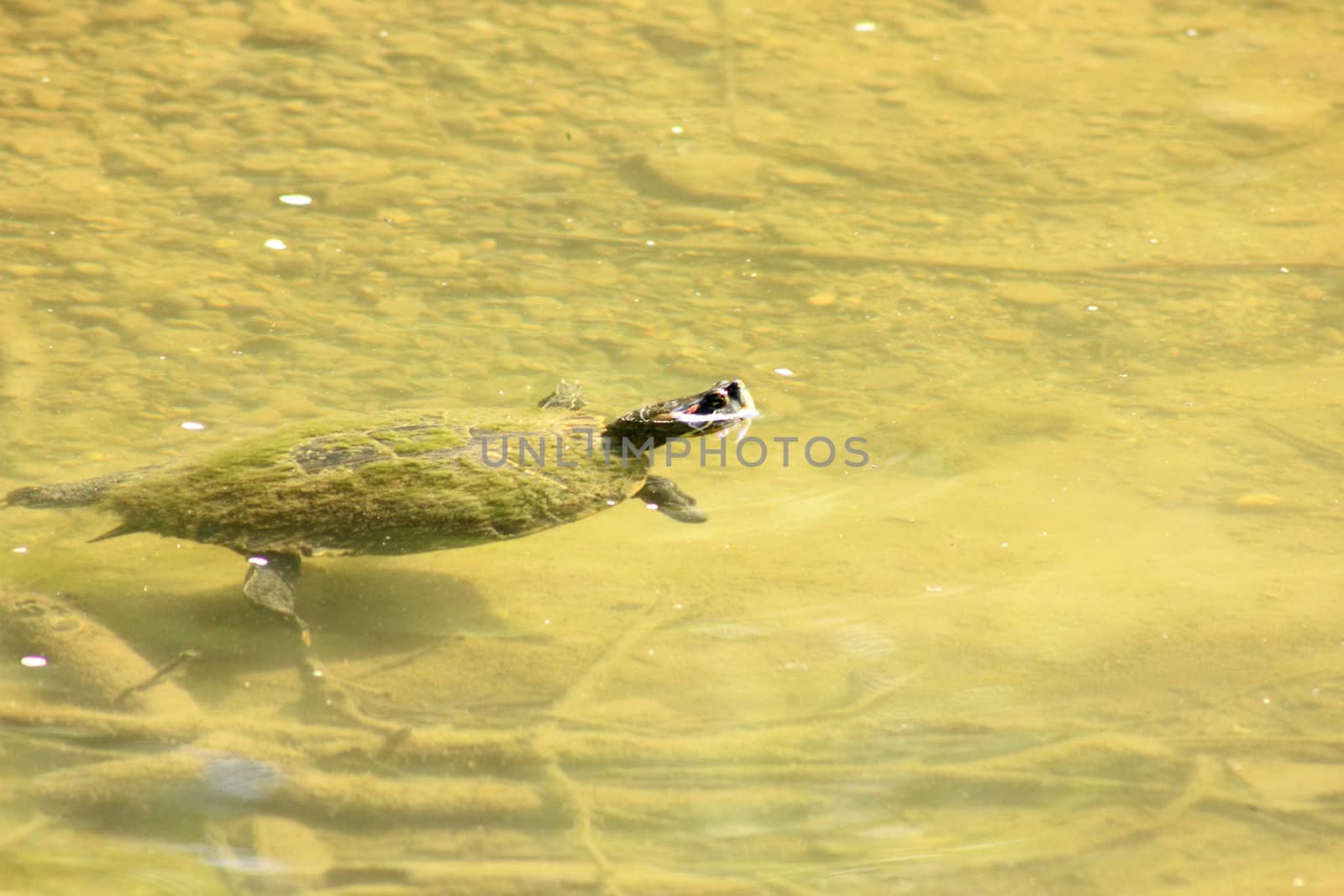Red-eared slider turtle swimming in a shallow pond.