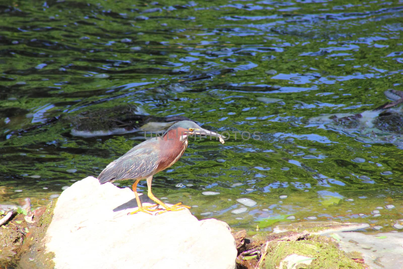 Little Blue Heron feeding on a fish at a pond.