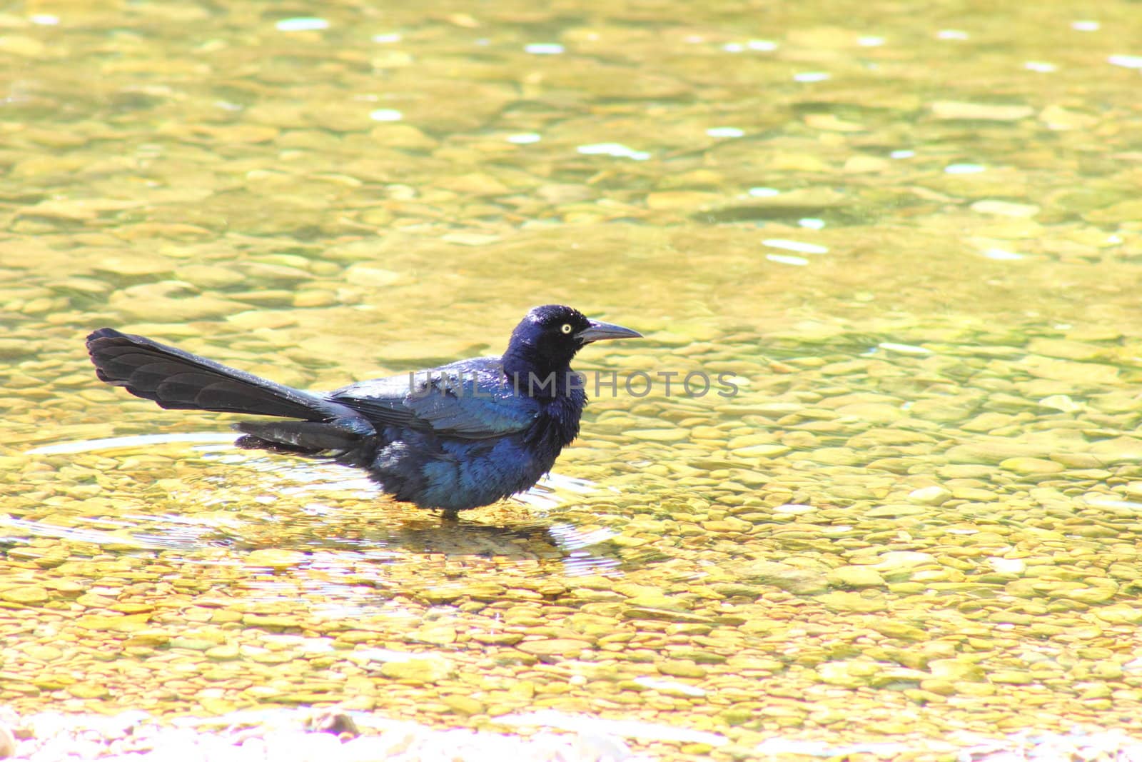 A Great-tailed grackle taking a bath in a shallow pond.