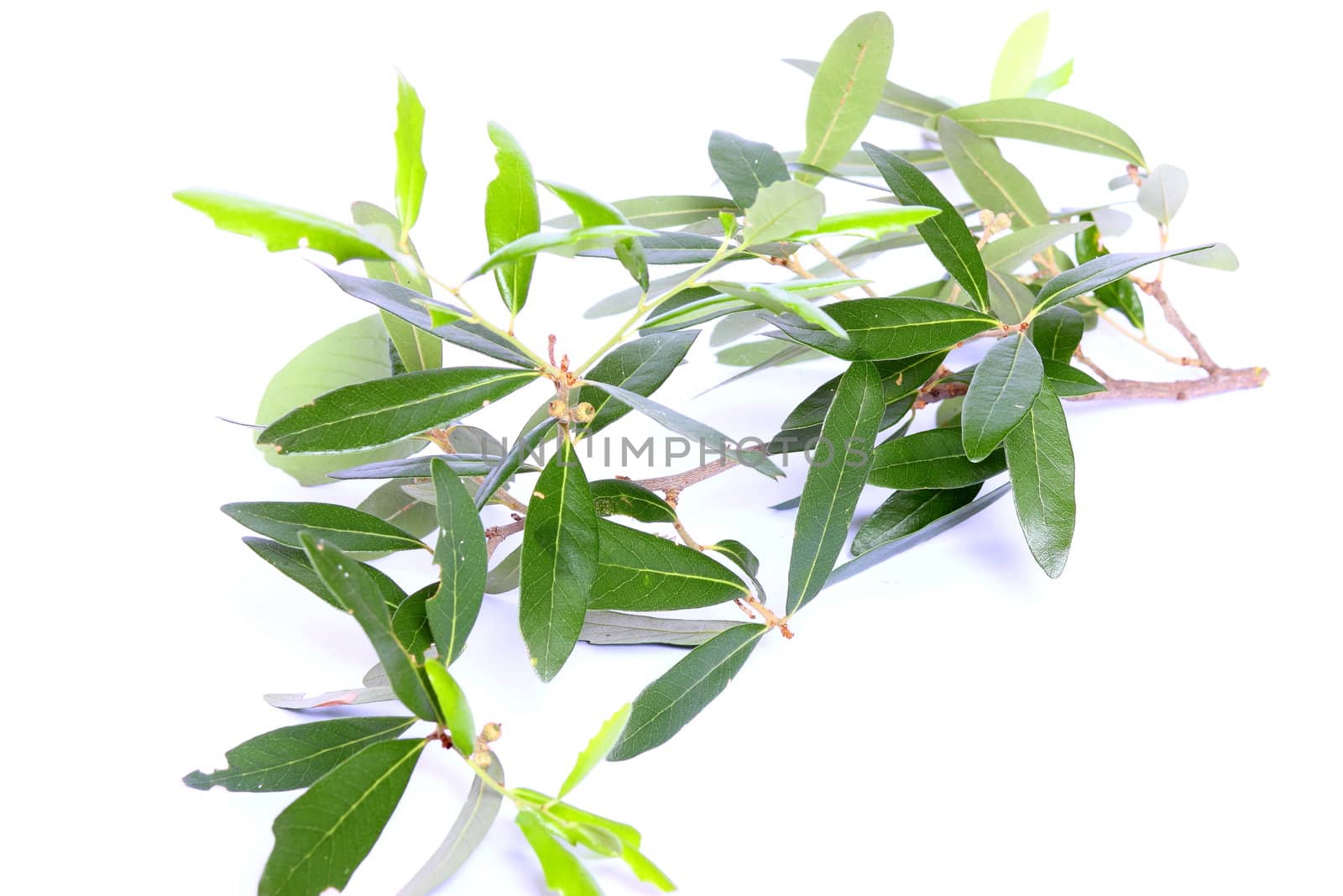 Isolated live oak tree branch with foliage and small acorns.