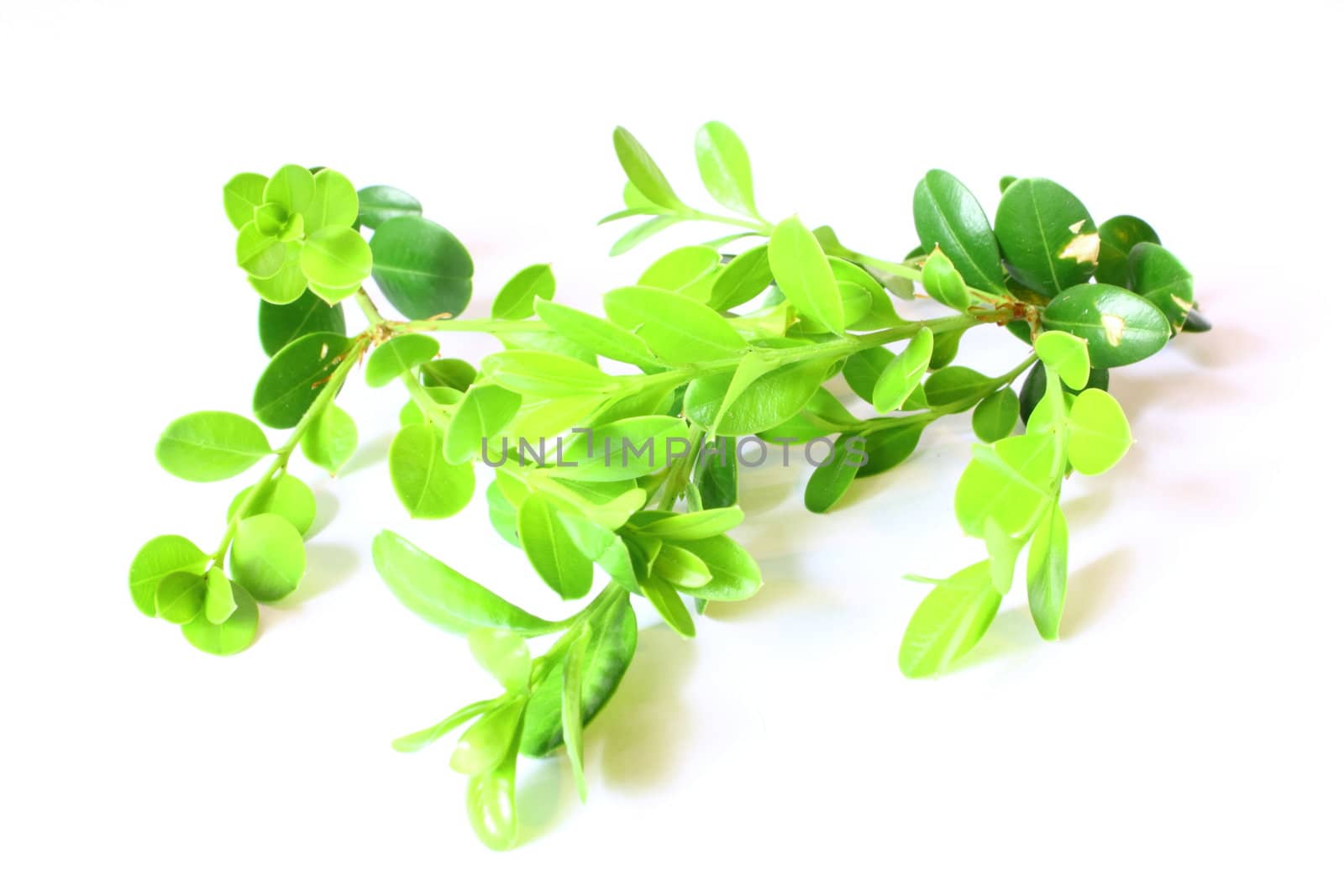 Isolated boxwood shrub branches and leaves.