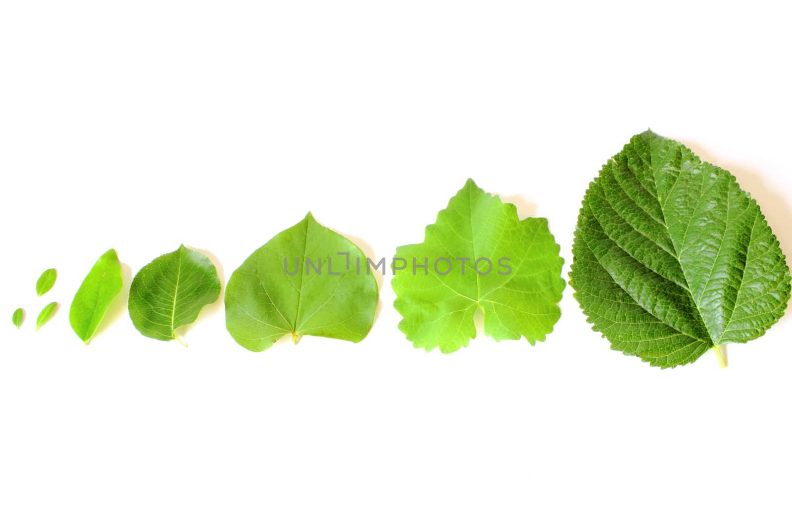 Isolated leaves lined up from smallest to largest.