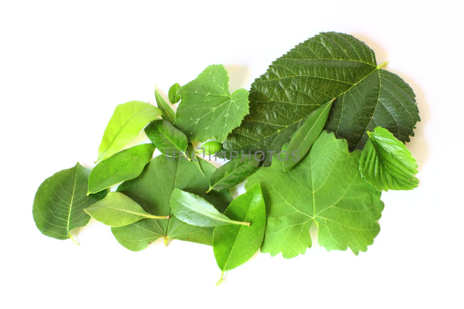 Isolated pile of green tree leaves all native from Texas.