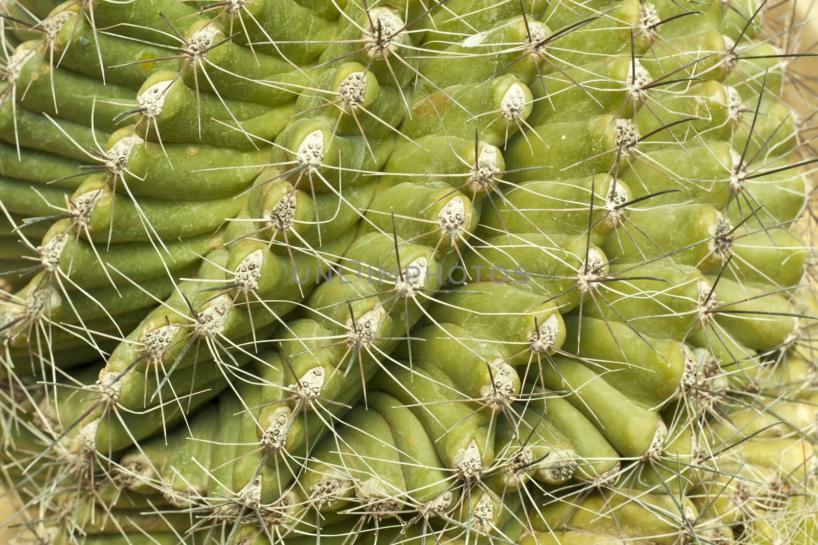 Cactus is a plant that needs very little water.