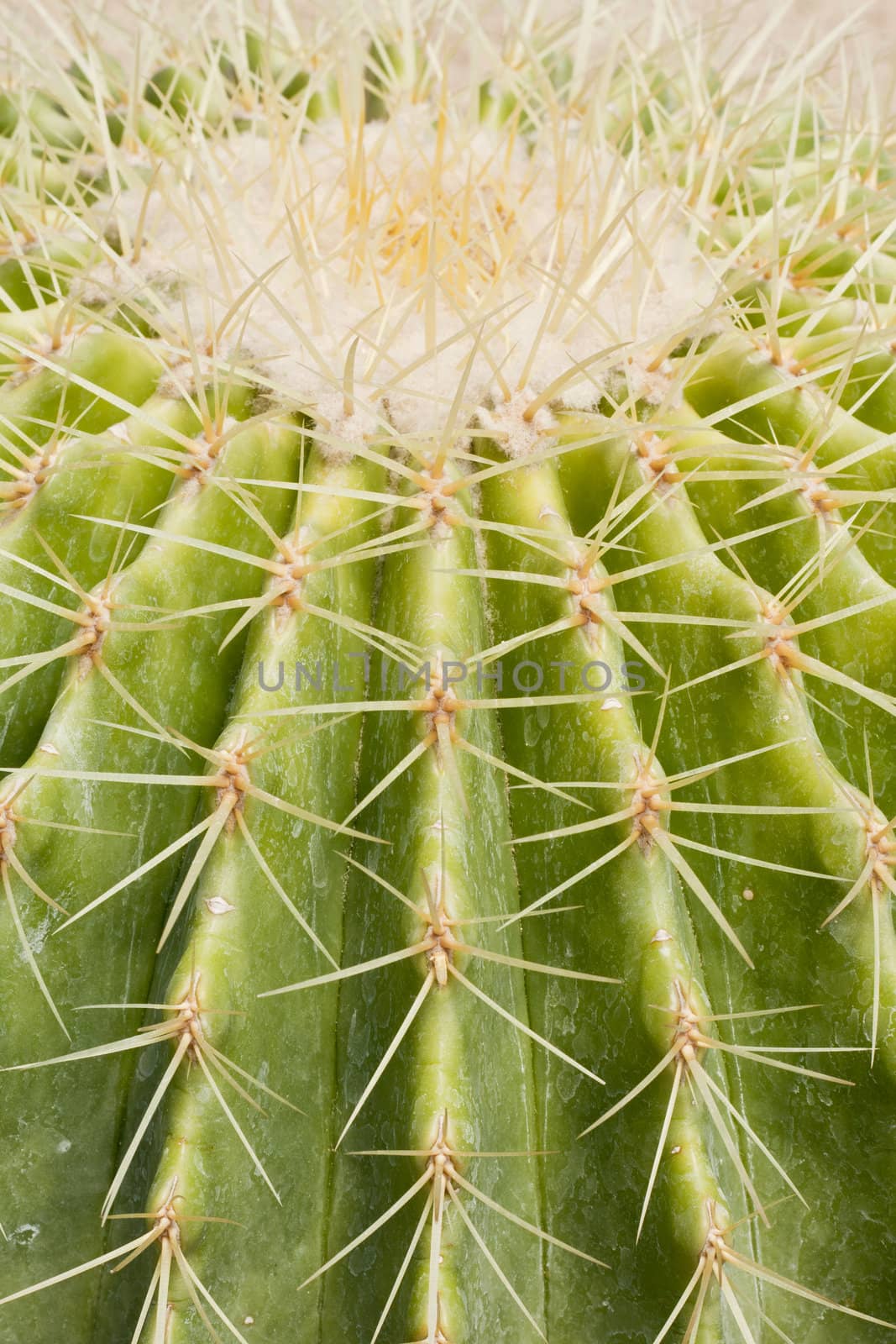 Cactus is a plant that needs very little water.