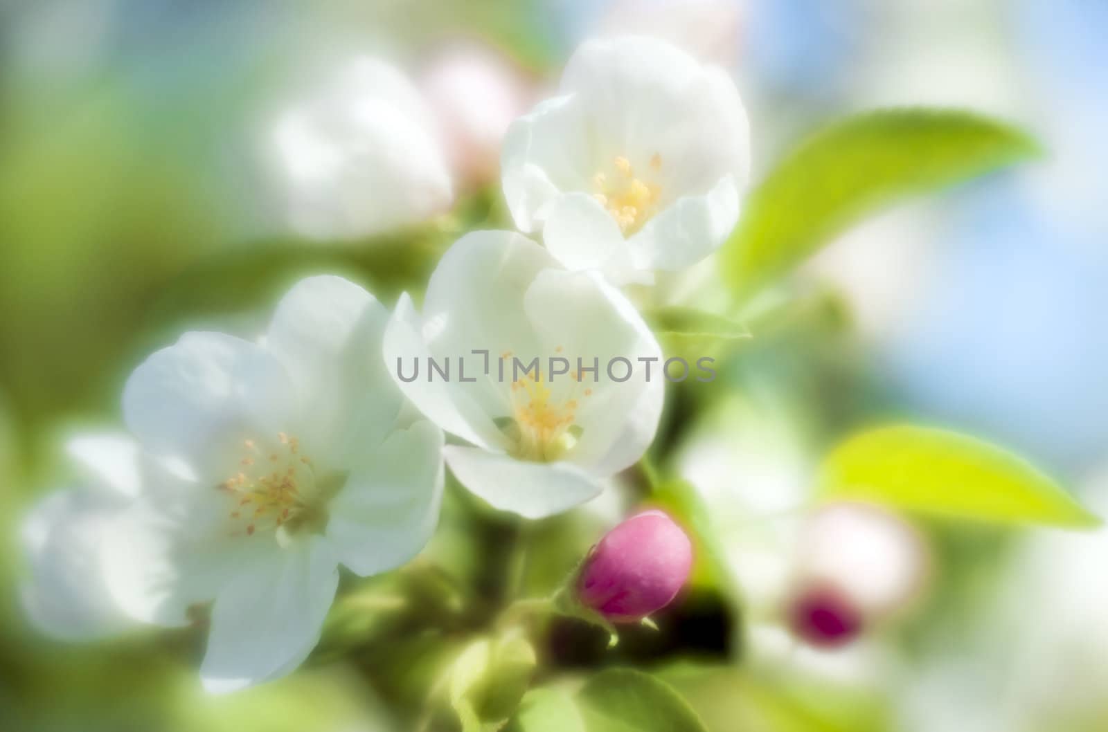 Apple-tree flowers by mulden