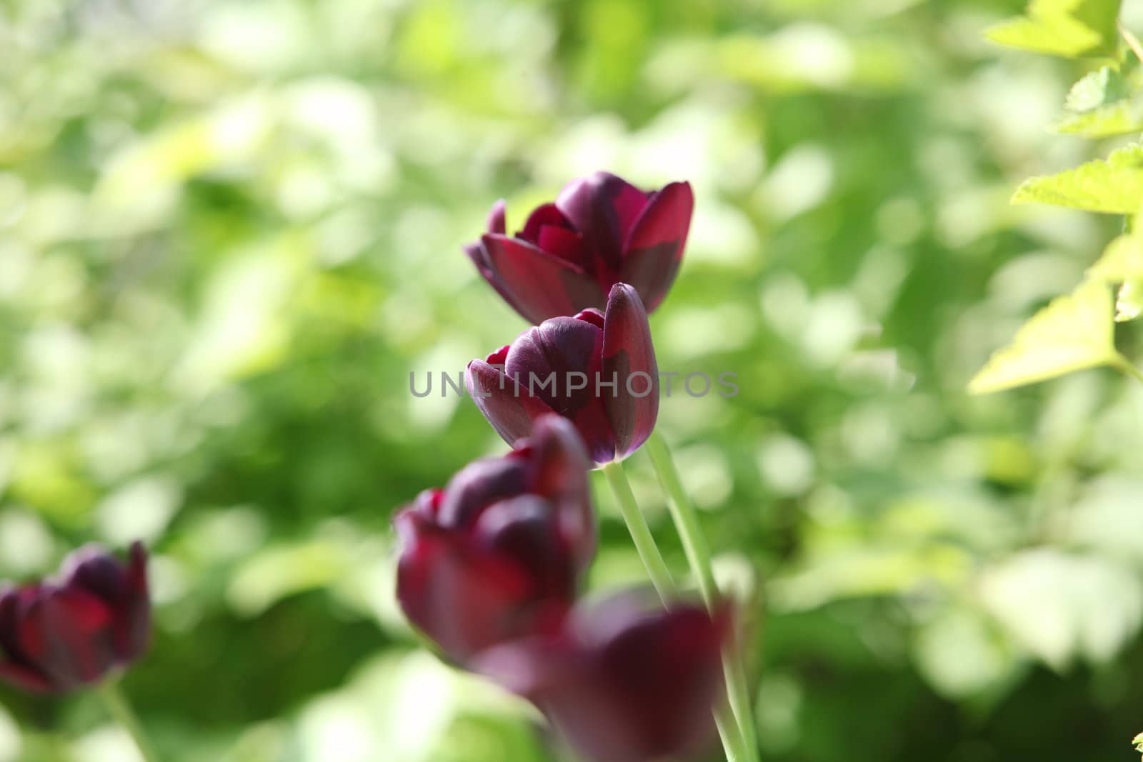 bright burgundy flowers tulips close up