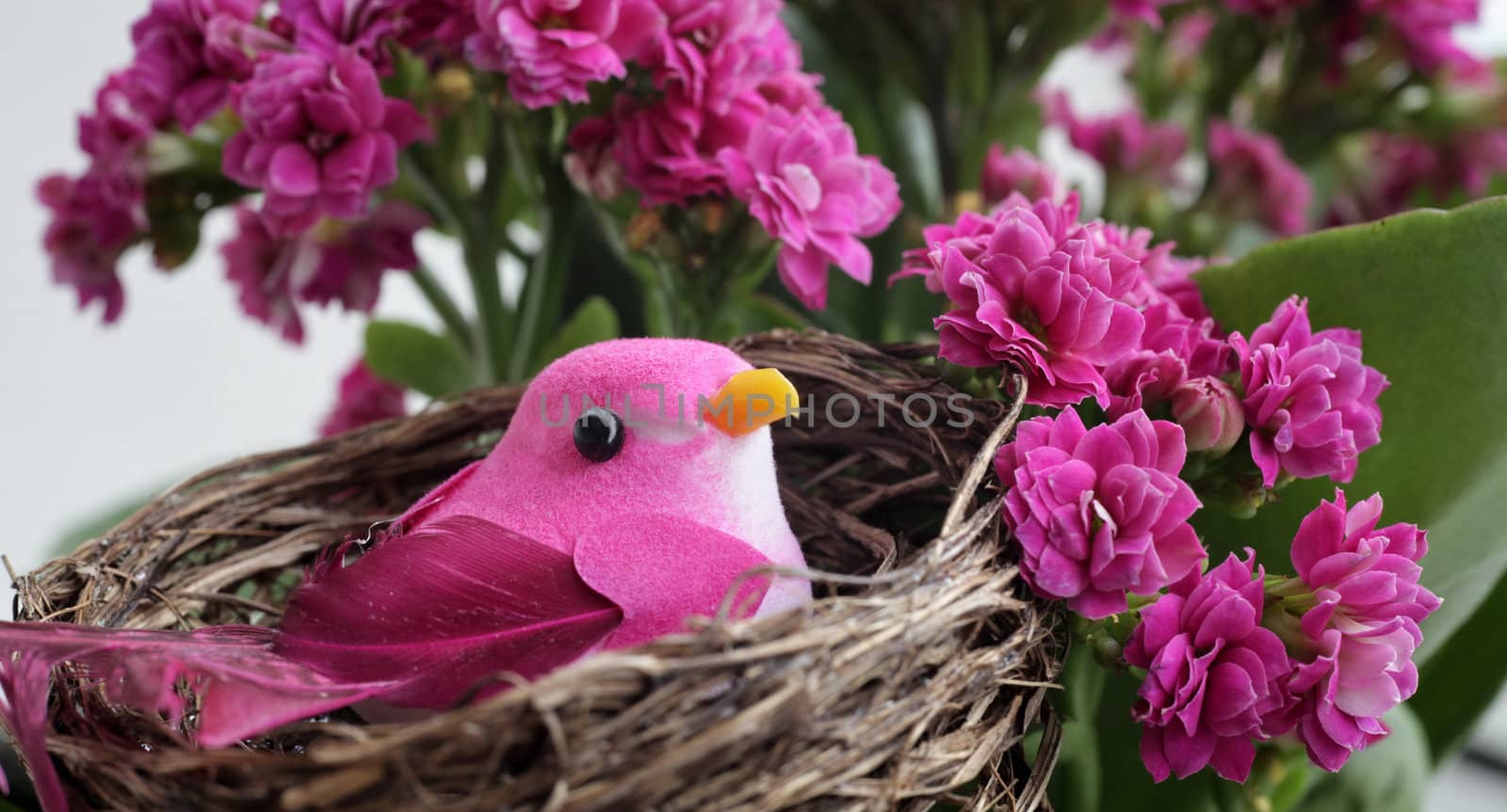 Pink bird in a nest on a flowering tree