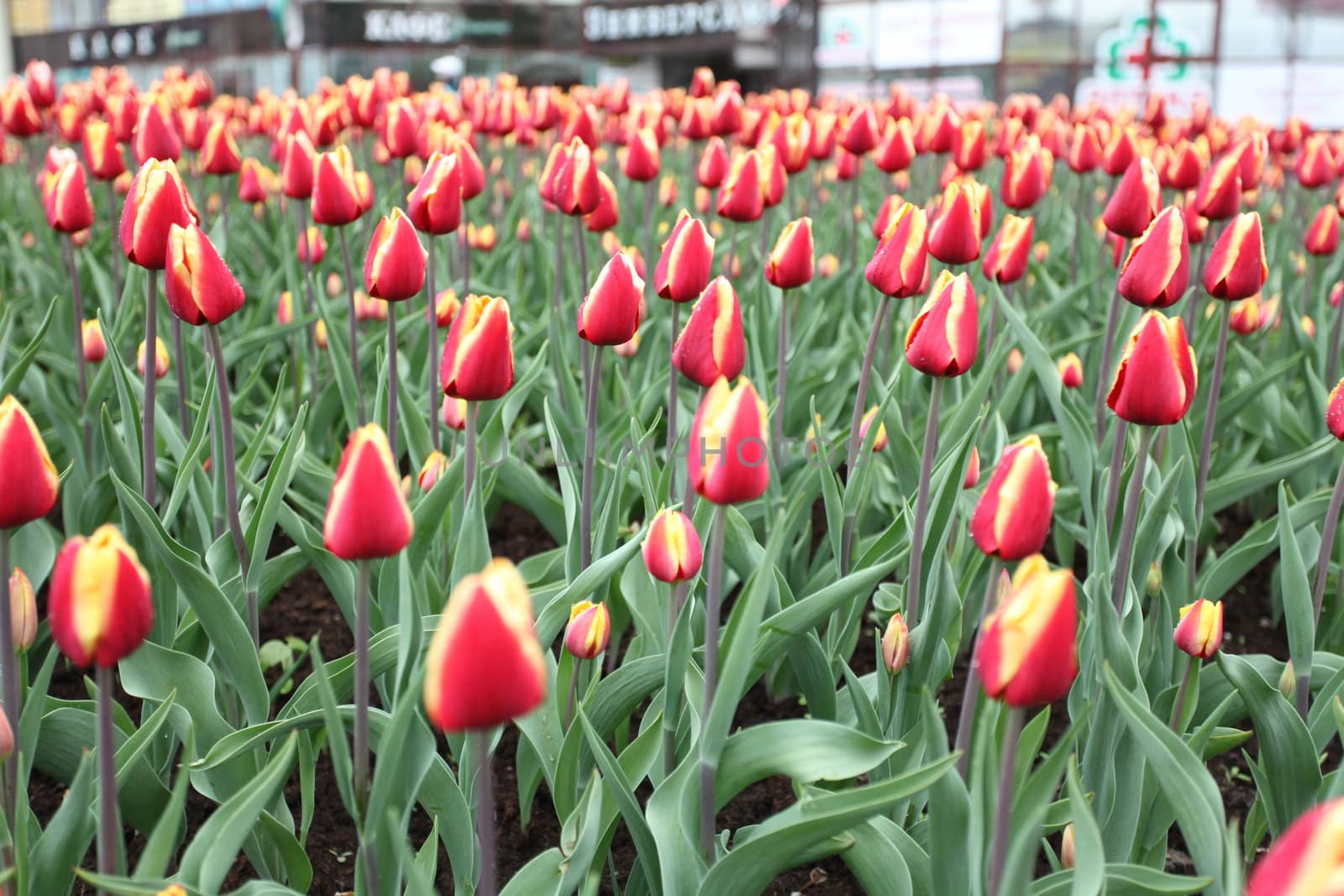 flowering tulips in the city, against the backdrop of the streets