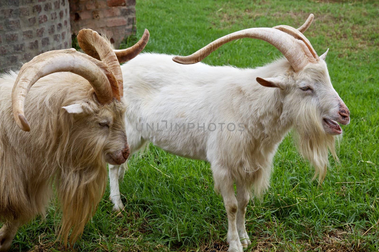 Male goats in a farm