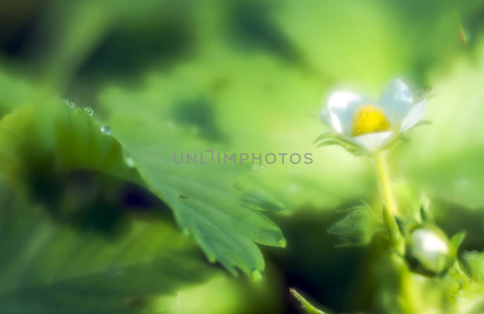 Strawberry flower and green leaf with drops of morning dew through monocle lens