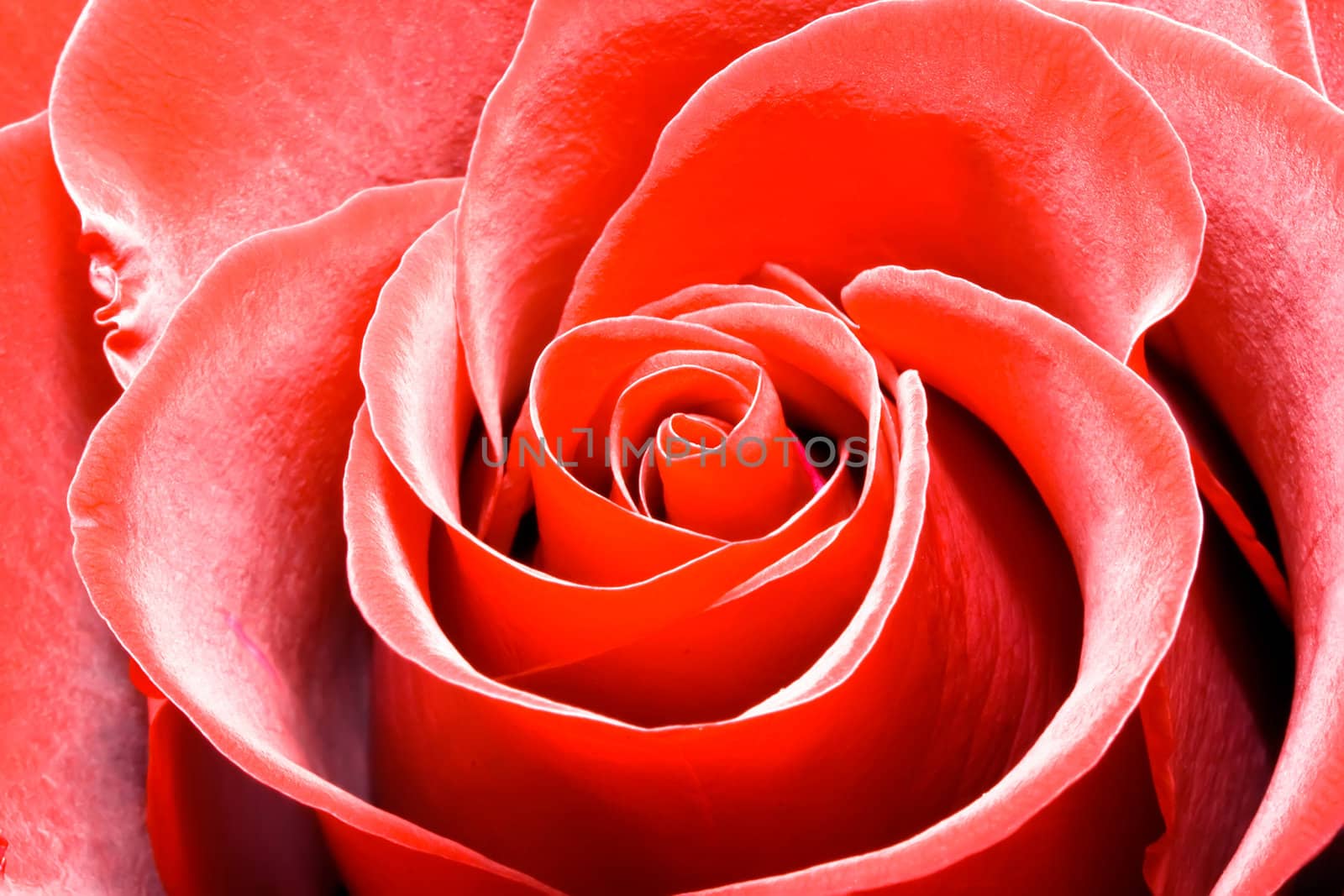 Beautiful red rose, high quality macro