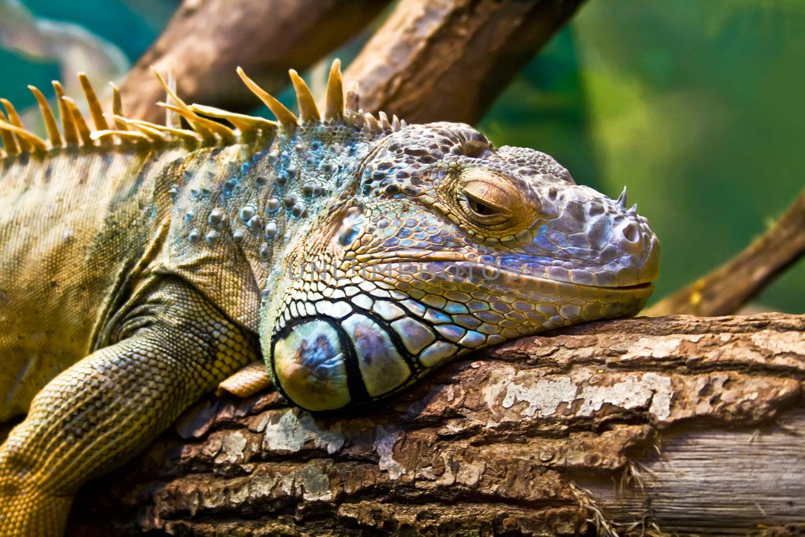 Sad Iguana lying along a branch