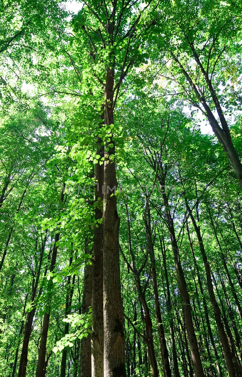 Green forest with high trees