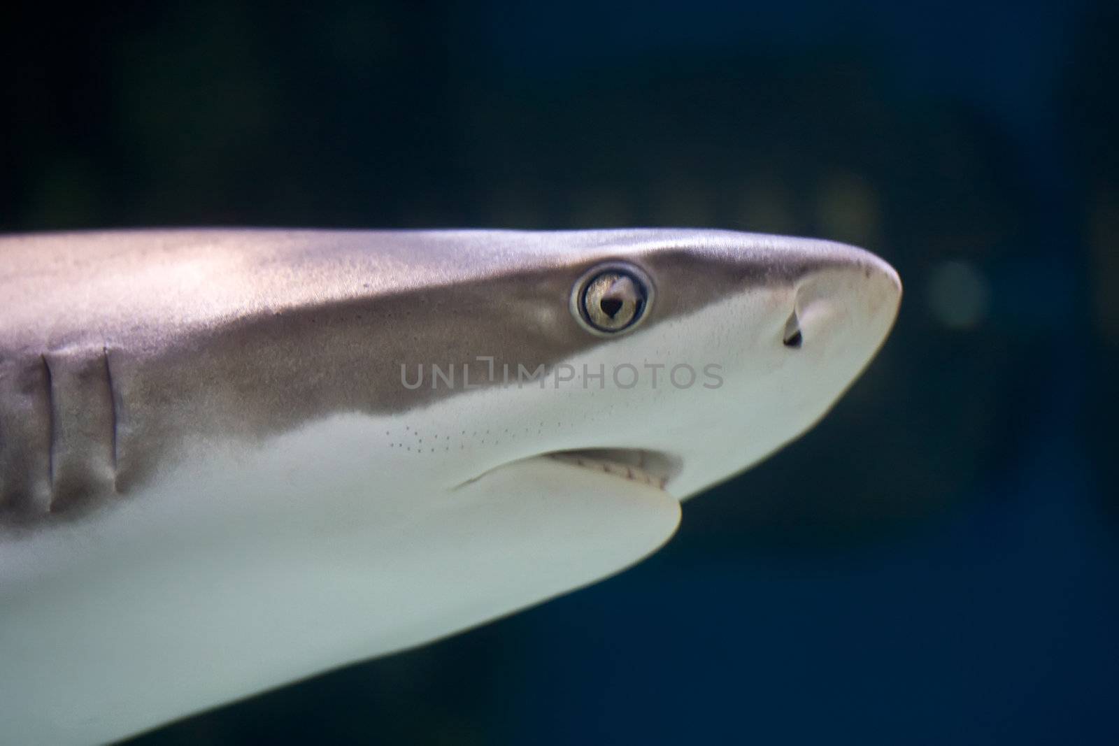 Reef Shark swimming over tropical coral reef