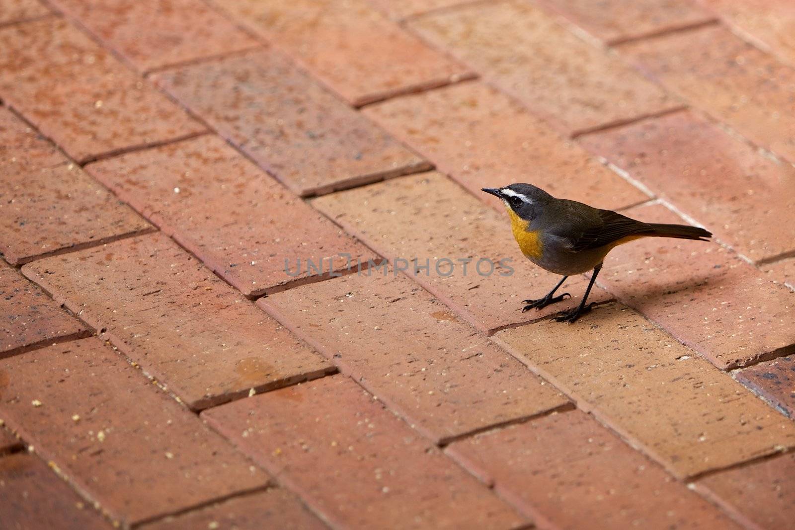 Cape robin chat, outside