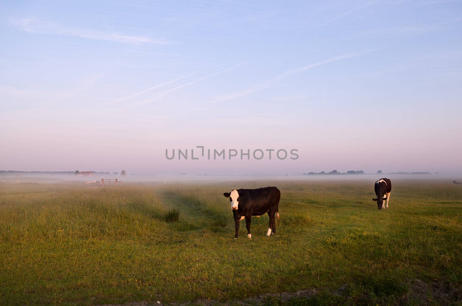 cows on Dutch pastoral in early morning during sunrise