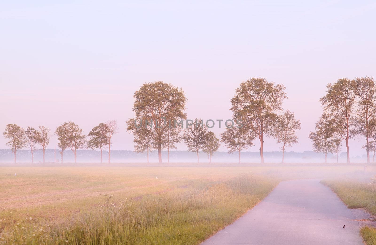 early morning with fog in Netherlands