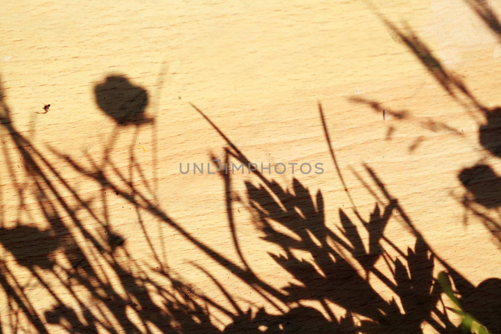 shadow of floral texture on wooden board
