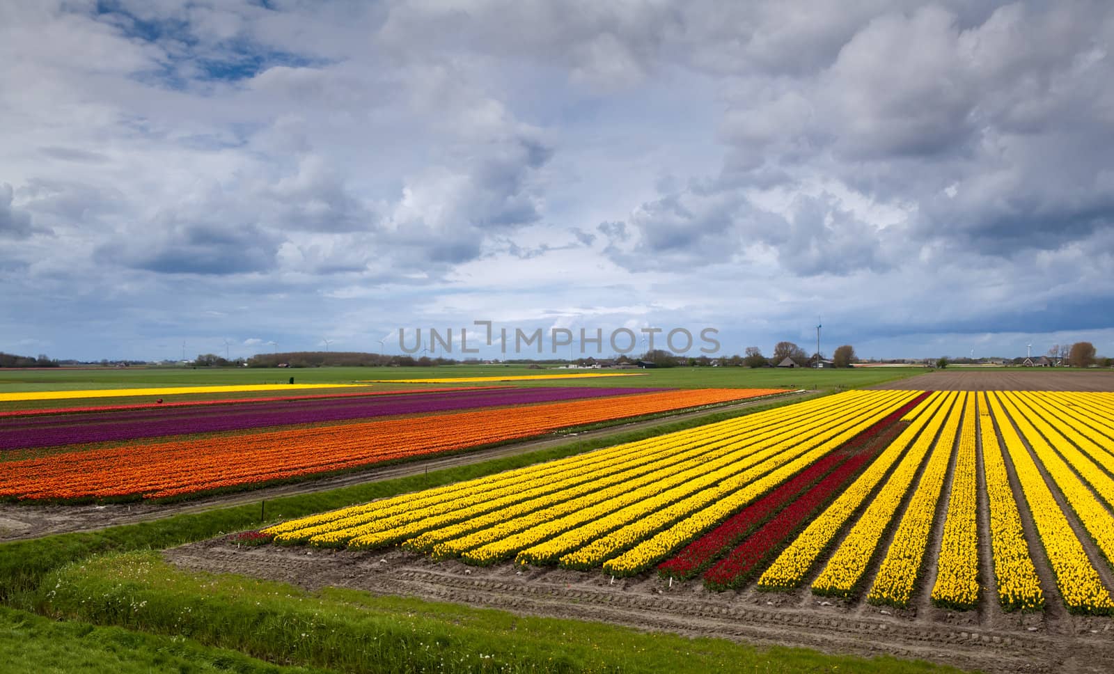 colorful field with many tulips in Schagen in Netherlands