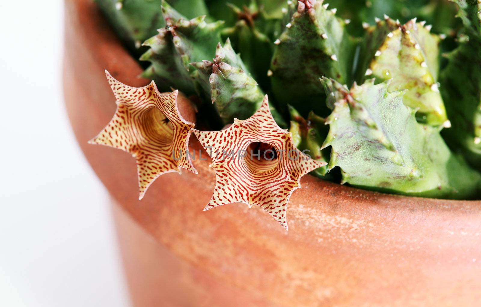 striped small flowers of Stapelia close up over white
