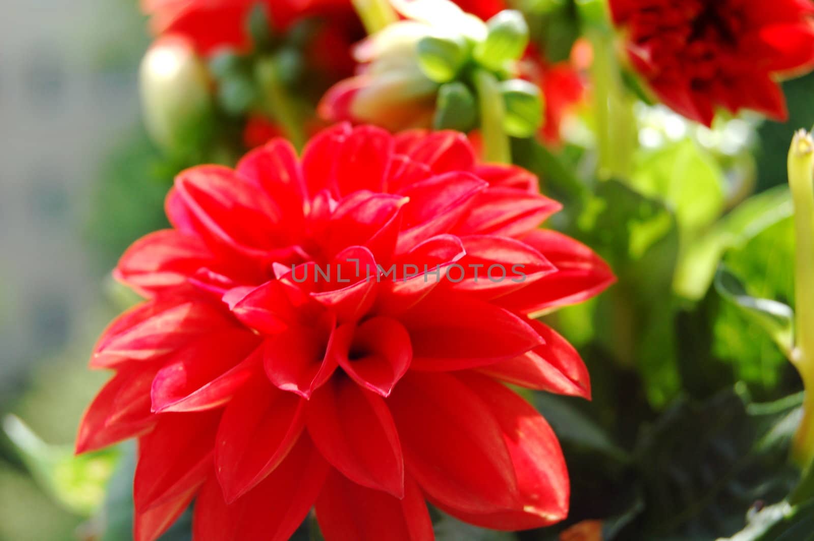 red flower for decoration